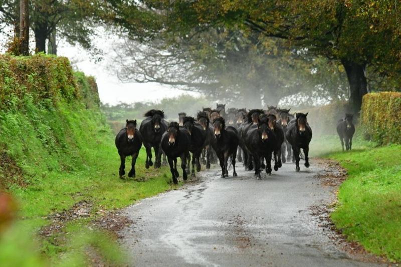 Exmoor Retreat On Two Moors Way Withypool Экстерьер фото