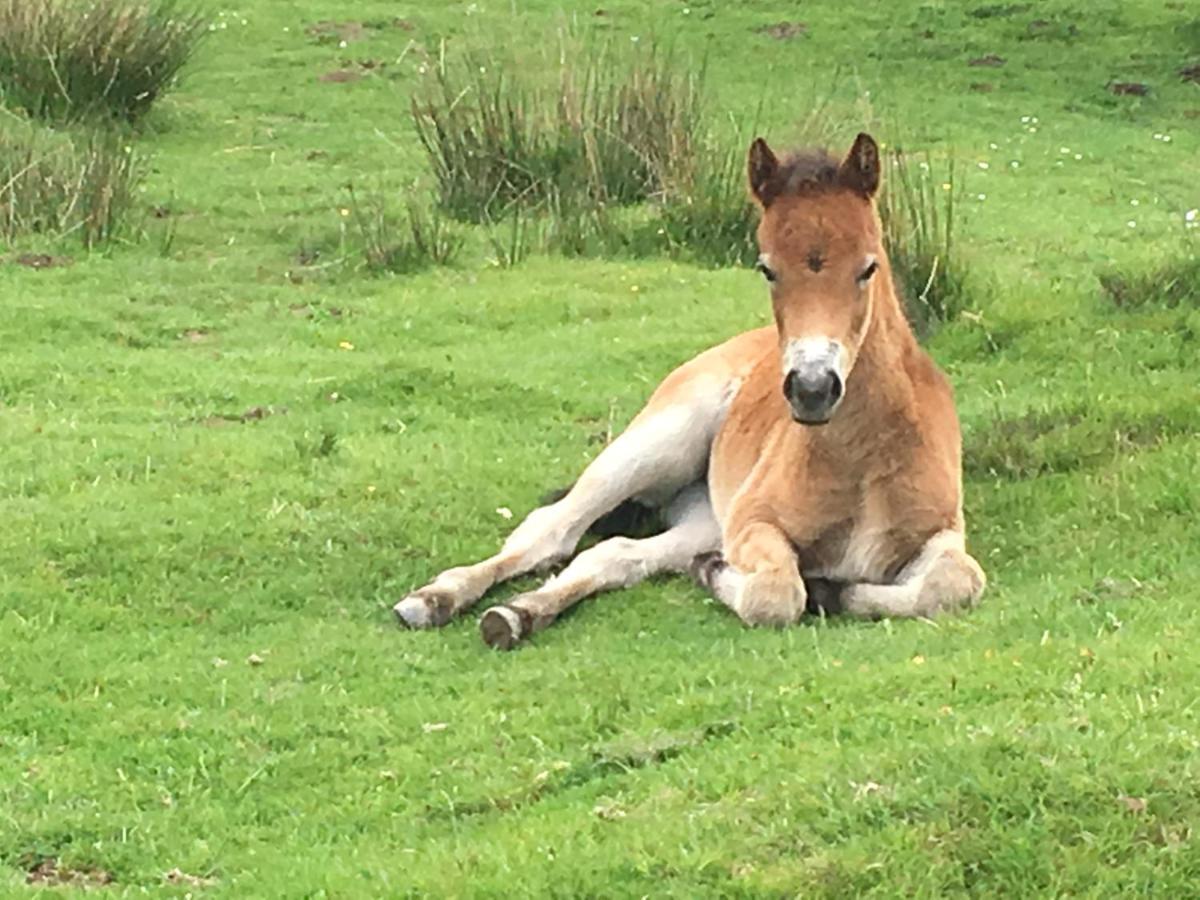 Exmoor Retreat On Two Moors Way Withypool Экстерьер фото