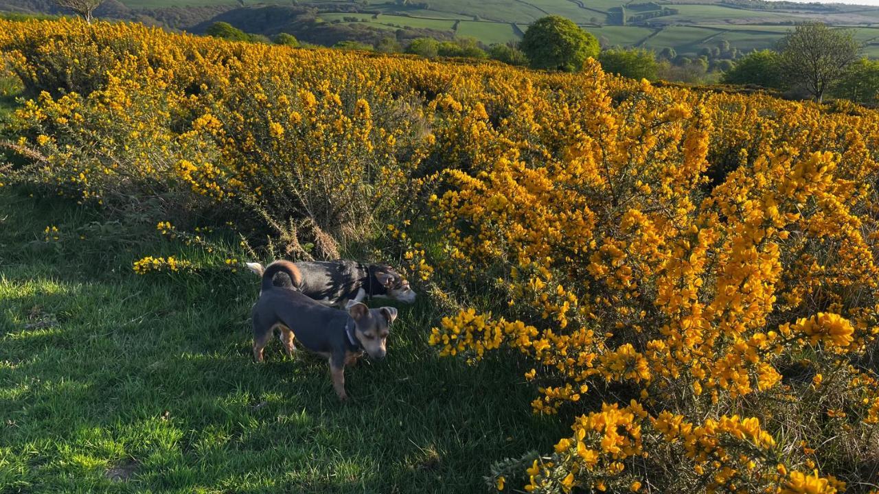 Exmoor Retreat On Two Moors Way Withypool Экстерьер фото
